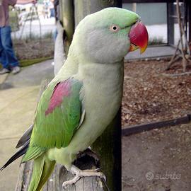 Pappagallo gr alessandrino