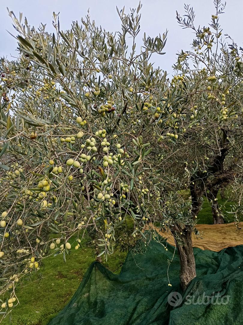 Terreno di 2500 mq uliveto - Vista 3