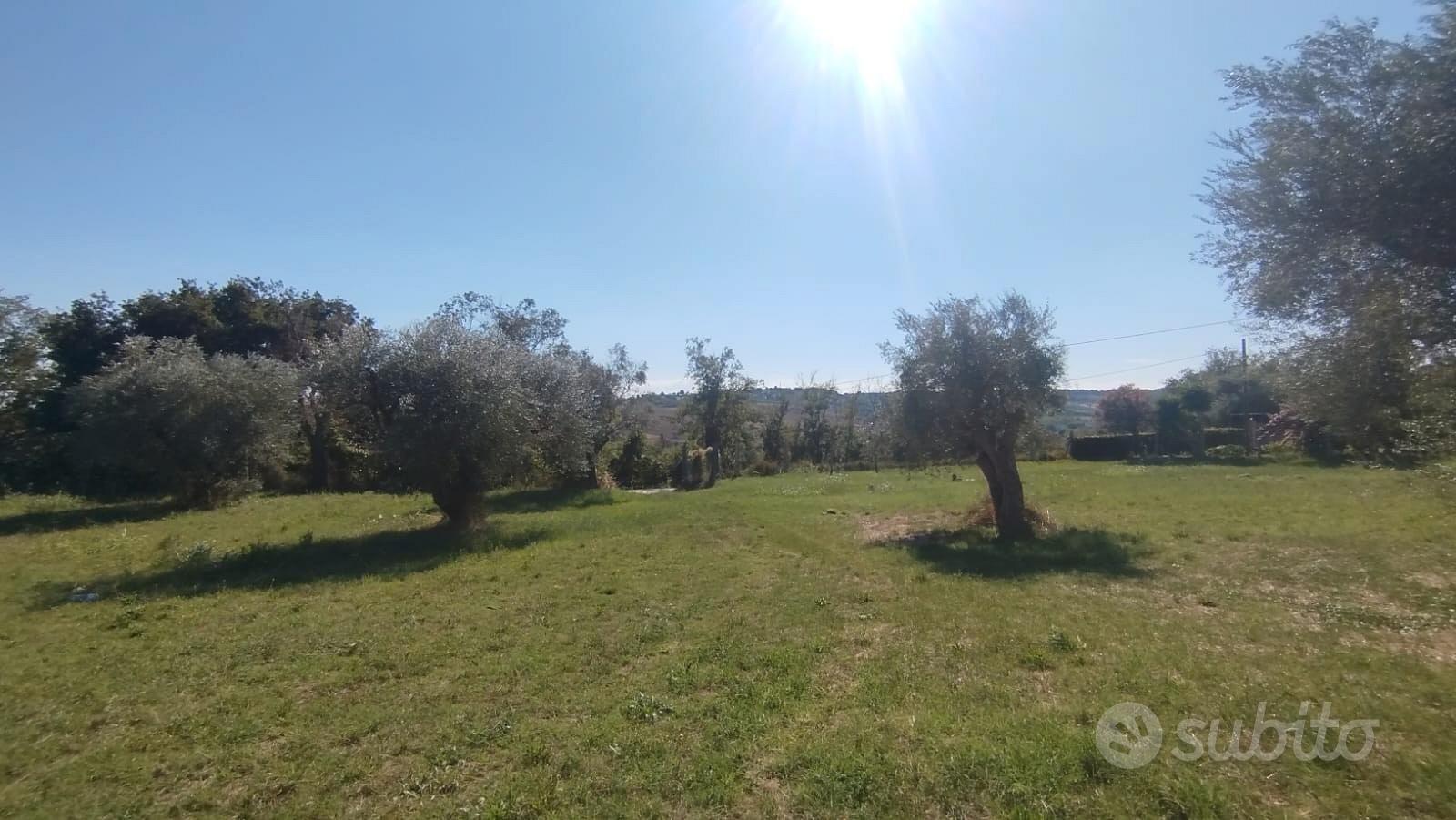 Panoramico con uliveto - Vista 2