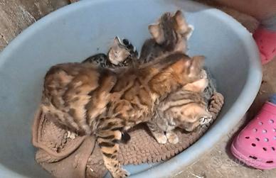 Gatto del bengala