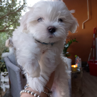 Cuccioli Maltese