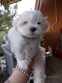 Cuccioli Maltese