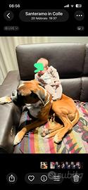 Cane Boxer