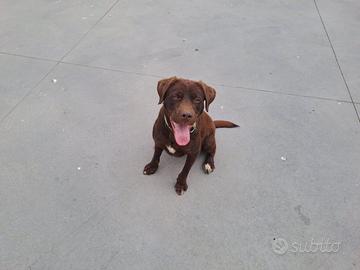 Labrador per tartufo