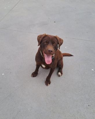 Labrador per tartufo