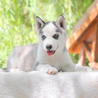 Cucciola di Husky