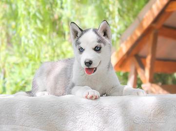 Cucciola di Husky