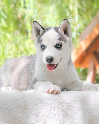 Cucciola di Husky
