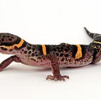 Geco cinese delle caverne + terrario teca