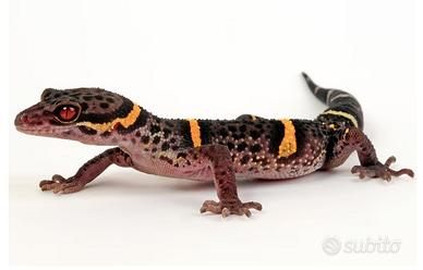 Geco cinese delle caverne + terrario teca