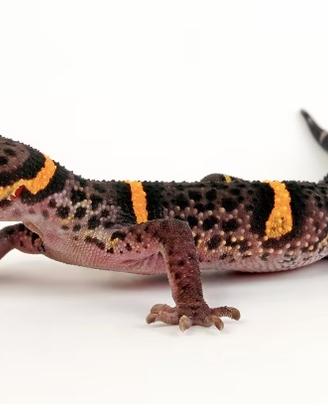 Geco cinese delle caverne + terrario teca