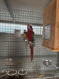 Ara chloroptera maschio