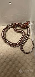 Serpenti del grano baby ( prezzo interessante)
