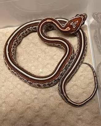 Serpenti del grano baby ( prezzo interessante)