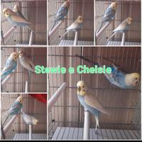 Cocorite Maggiorati rainbow