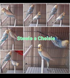 Cocorite Maggiorati rainbow