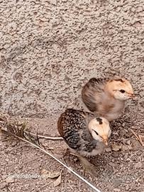 galline ornamentali 