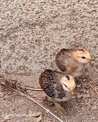 galline ornamentali 