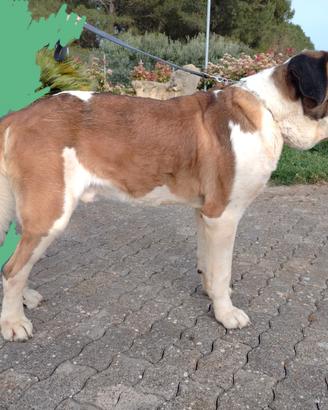 Cane di San Bernardo