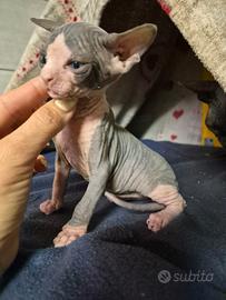 Sphynx maschietto