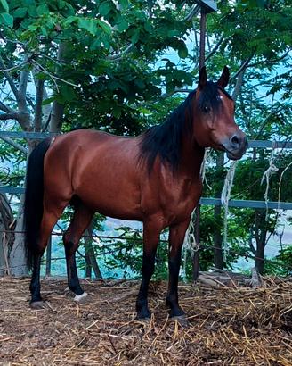 Stallone Arabo , documenti ANICA ok