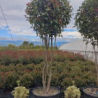 Photinia 
