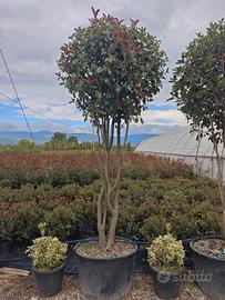 Photinia 
