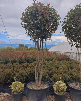 Photinia 