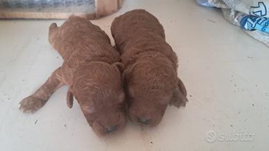 Cuccioli di barboncino red