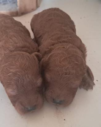 Cuccioli di barboncino red