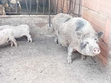 Maialini nani vietnamiti mini pig