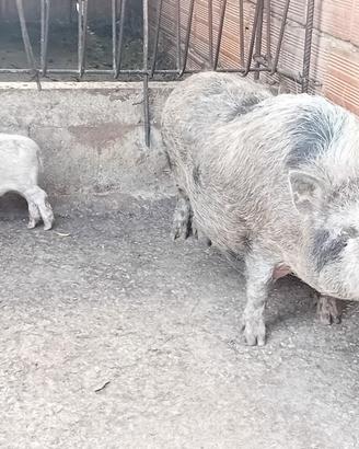 Maialini nani vietnamiti mini pig