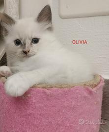 Femmine ragdoll