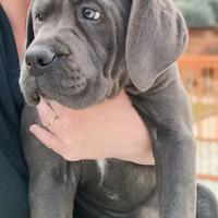 Cucciola cane corso