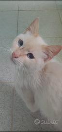 Siamese red point