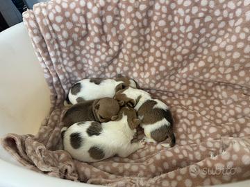 Cuccioli chiwawa
