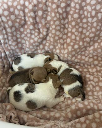Cuccioli chiwawa