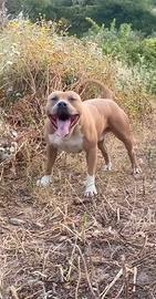 American pitbull ukc per monta