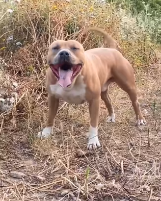 American pitbull ukc per monta