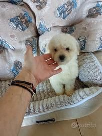 Maltipoo
