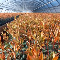 photinia vaso 10 da siepe 