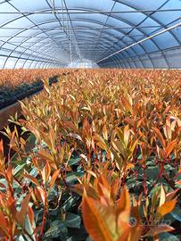 photinia vaso 10 da siepe 