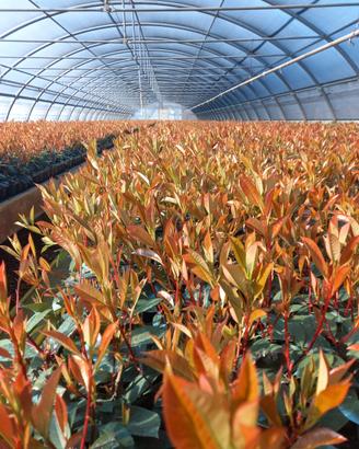 photinia vaso 10 da siepe 