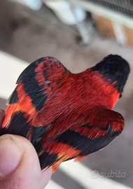 Cardinalini del Venezuela