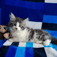 Ultimo gattino siberiano anallergico con pedigree