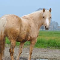 Cavalla haflinger quarter