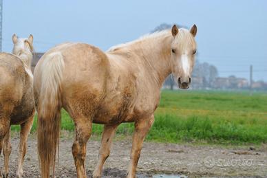Cavalla haflinger quarter