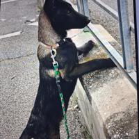 Cuccioli Pastore Belga Malinois carbone