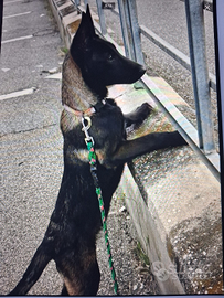 Cuccioli Pastore Belga Malinois carbone