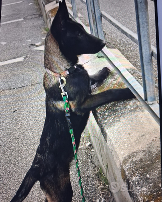 Cuccioli Pastore Belga Malinois carbone